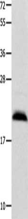 FGF12 Antibody – Figure 1 of 1