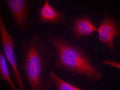 Immunofluorescence staining of methanol-fixed Hela cells using Tau(Ab-214) Antibody.