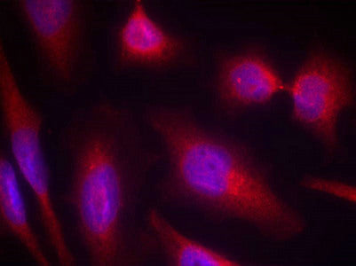 Immunofluorescence staining of methanol-fixed Hela cells using Tau(Ab-214) Antibody.