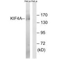Western blot analysis of extracts from HeLa cells, using KIF4A antibody.