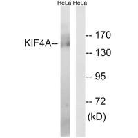 Western blot analysis of extracts from HeLa cells, using KIF4A antibody.