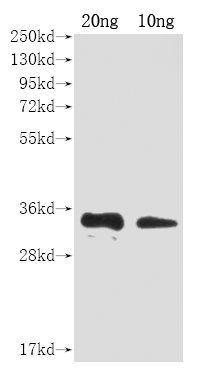 Western Blot
Positive WB detected in Recombinant protein
All lanes: A27L antibody at 1:2000
Secondary
Goat polyclonal to rabbit IgG at 1/50000 dilution
Predicted band size: 31 kDa
Observed band size: 31 kDa