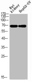 Western blot analysis of RAT-kidney HEPG2-UV using p-Ku-70 (S5) antibody.