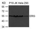 Western blot analysis of extract from P19, JK, Hela and 293 cells using ERG Antibody