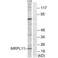 Western blot analysis of extracts from COS cells, using MRPL11 antibody.