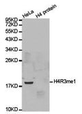 Western blot analysis of extracts of HeLa cell line and H4 protein expressed in E.coli., using H4R3me1 antibody.