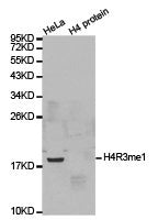 Western blot analysis of extracts of HeLa cell line and H4 protein expressed in E.coli., using H4R3me1 antibody.
