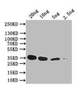 Western Blot
Positive WB detected in: recombinant protein
All lanes: sep-1 Antibody at 1:1000
Secondary
Goat polyclonal to rabbit IgG at 1/50000 dilution
Predicted band size: 35 kDa
Observed band size: 35 kDa