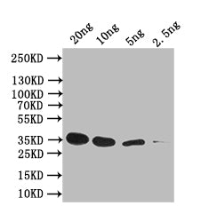 Western Blot
Positive WB detected in: recombinant protein
All lanes: sep-1 Antibody at 1:1000
Secondary
Goat polyclonal to rabbit IgG at 1/50000 dilution
Predicted band size: 35 kDa
Observed band size: 35 kDa