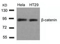 Western blot analysis of extracts from Hela and HT29 cells using b-Catenin(Ab-33) Antibody.