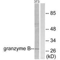 Western blot analysis of extracts from NIH/3T3 cells, using Granzyme B antibody.