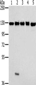 MATR3 Antibody – Figure 1 of 1