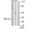 Western blot analysis of extracts from 293 cells and HUVEC cells, using CD253 antibody.