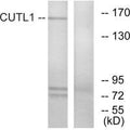 Western blot analysis of extracts from K562 cells, using CUTL1 antibody.