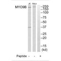 Western blot analysis of extracts from HeLa cells and Jurkat cells, using MYO9B antibody.