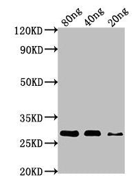nef Antibody – Figure 1 of 1
