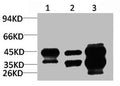Western blot analysis of 1) HepG2, 2)3T3, 3) Rat Heart Tissue with DUSP6 Rabbit pAb diluted at 1:3,000.