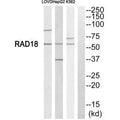 Western blot analysis of extracts from LOVO cells, HepG2 cells and K562 cells, using RAD18 antibody.