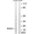 Western blot analysis of extracts from mouse muscle cells, using RGS1 antibody.