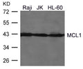 Western blot analysis of extracts from Raji, JK, HL-60 cells using MCL1 Antibody.