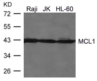 Western blot analysis of extracts from Raji, JK, HL-60 cells using MCL1 Antibody.
