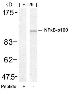 Western blot analysis of extracts from HT29 cells using NFkB-p100(Ab-872) Antibody and the same antibody preincubated with blocking peptide.