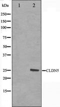 Western blot analysis on A549 cell lysate using Claudin 5 Antibody