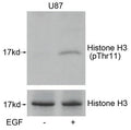 Western blot analysis of extracts from U87 cells untreated or treated with EGF using Histone H3(Phospho-Thr11) Antibody.