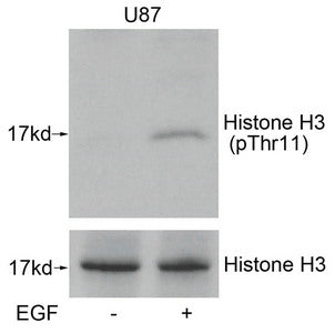 Western blot analysis of extracts from U87 cells untreated or treated with EGF using Histone H3(Phospho-Thr11) Antibody.