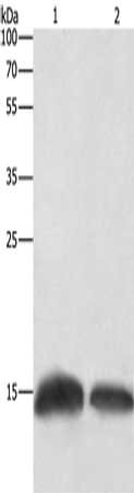Gel: 12%SDS-PAGE, Lysate: 20 ug, Lane 1-2: Human fetal brain tissue, Hela cells, Primary antibody: CSB-PA276067(H3F3C Antibody) at dilution 1/250, Secondary antibody: Goat anti rabbit IgG at 1/8000 dilution, Exposure time: 10 seconds