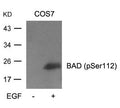 Western blot analysis of extracts from cos7 cells untreated or treated with EGF using BAD(Phospho-Ser112) Antibody