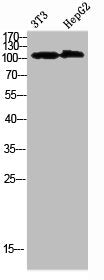 Western Blot analysis of 3T3 HEPG2 cells using Collagen alpha-1(XXVIII)Polyclonal Antibody diluted at 1:1000. Secondary antibody  was diluted at 1:20000