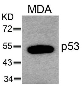 Western blot analysis of extracts from MDA cells using p53(Ab-6) Antibody.