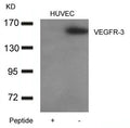 Western blot analysis of extracts from HUVEC cells using VEGFR-3 Antibody (right) and the same antibody preincubated with blocking peptide (left).