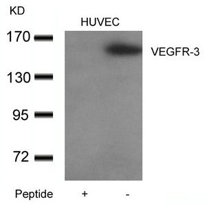 Western blot analysis of extracts from HUVEC cells using VEGFR-3 Antibody (right) and the same antibody preincubated with blocking peptide (left).