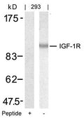 Western blot analysis of extracts from 293 cells using IGF-1R(Ab-1346) Antibody and the same antibody preincubated with blocking peptide.