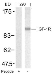 Western blot analysis of extracts from 293 cells using IGF-1R(Ab-1346) Antibody and the same antibody preincubated with blocking peptide.