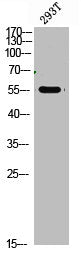 Western Blot analysis of 293t cells using primary antibody diluted at 1:1000(4°C overnight). Secondary antibody:Goat Anti-rabbit IgG IRDye 800( diluted at 1:5000, 25°C, 1 hour)