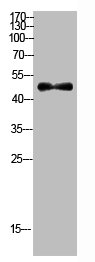 Western Blot analysis of MOUSE-BRAIN cells using Antibody diluted at 500