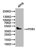 Western Blot
Positive WB detected in: recombinant protein
All lanes:POB3 Antibody at 1:1000
Secondary
Goat polyclonal to rabbit IgG at 1/20000 dilution
Predicted band size: 37 kDa
Observed band size: 44 kDa