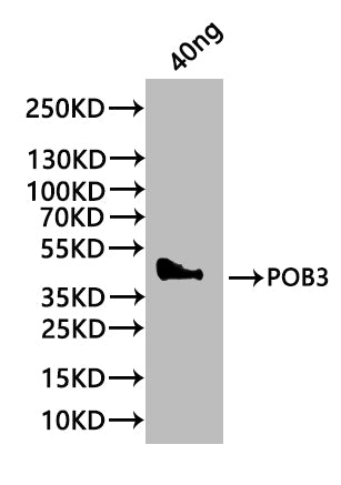 Western Blot
Positive WB detected in: recombinant protein
All lanes:POB3 Antibody at 1:1000
Secondary
Goat polyclonal to rabbit IgG at 1/20000 dilution
Predicted band size: 37 kDa
Observed band size: 44 kDa