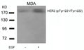Western blot analysis of extracts from MDA cells untreated or treated with EGF using HER2(Phospho-Tyr1221/Tyr1222) Antibody.