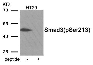 Western blot analysis of extracts from HT29 tissue using Smad3 (Phospho-Ser213) antibody.The lane on the right is treated with the antigen-specific peptide.