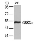 Western blot analysis of extracts from 293 cells using GSK3a(Ab-21) Antibody.
