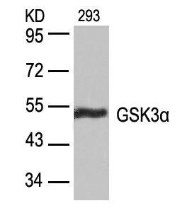 Western blot analysis of extracts from 293 cells using GSK3a(Ab-21) Antibody.