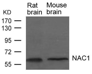 Western blot analysis of extracts from Rat and Mouse brain tissue  using NAC1 Antibody.