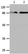 Gel: 10%SDS-PAGELane1: Mouse brain tissue lysateLane2: Mouse lung tissue lysateLysates: 24 ug  per lanePrimary antibody: 1/350 dilutionSecondary antibody: Donkey anti Rabbit IgG - H&L (HRP) at 1/5000 dilutionExposure time: 1 minute