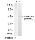 Western blot analysis of extracts from 293 cells using SAPK/JNK(Phospho-Thr183) Antibody(Lane 2) and the same antibody preincubated with blocking peptide(Lane1).