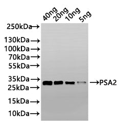 Western Blot
Positive WB detected in: recombinant protein
All lanes: PSA2 Antibody at 1:1000
Secondary
Goat polyclonal to rabbit IgG at 1/50000 dilution
Predicted band size: 24 kDa
Observed band size: 33 kDa