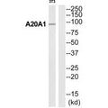 Western blot analysis of extracts from 3T3 cells, using A20A1 antibody.